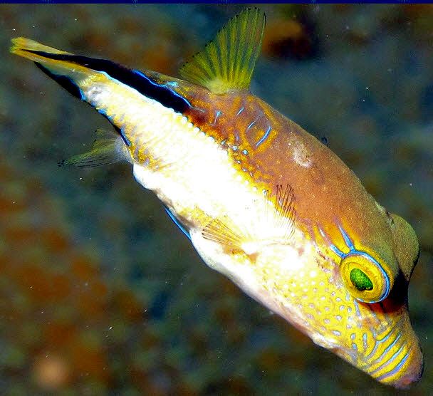 Canthigaster rostrata_032.jpg